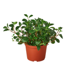 Peperomia 'Glabella'