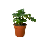 Philodendron Atom — Compact Ruffled Houseplant live plant