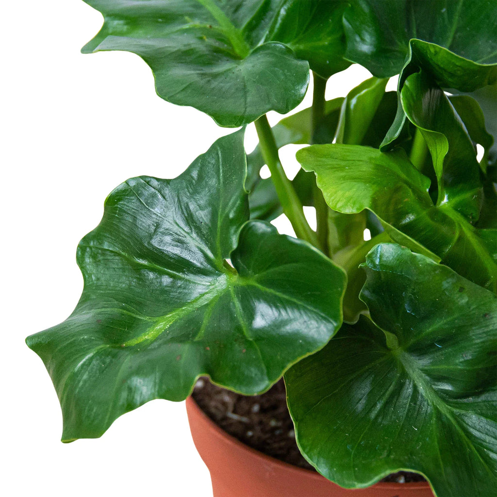 Philodendron Atom — Compact Ruffled Houseplant live plant