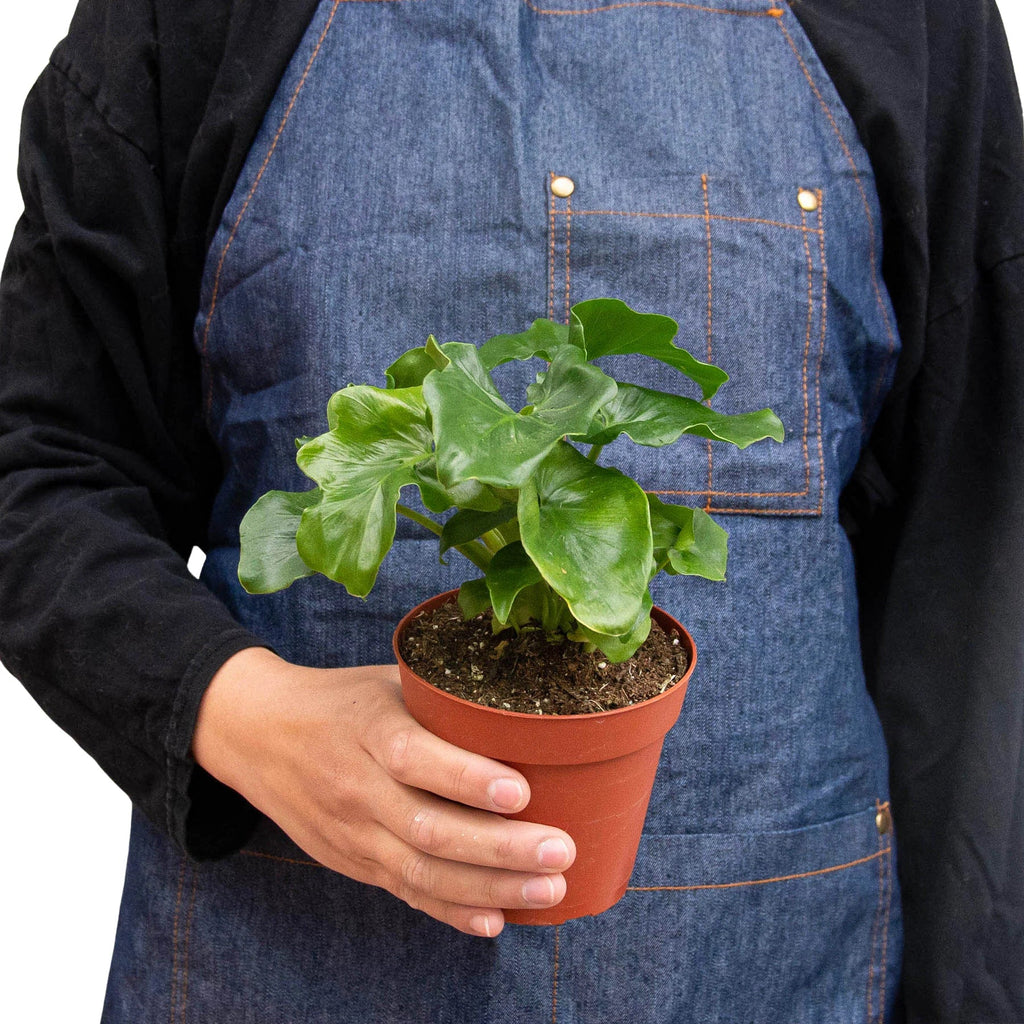Philodendron Atom — Compact Ruffled Houseplant live plant