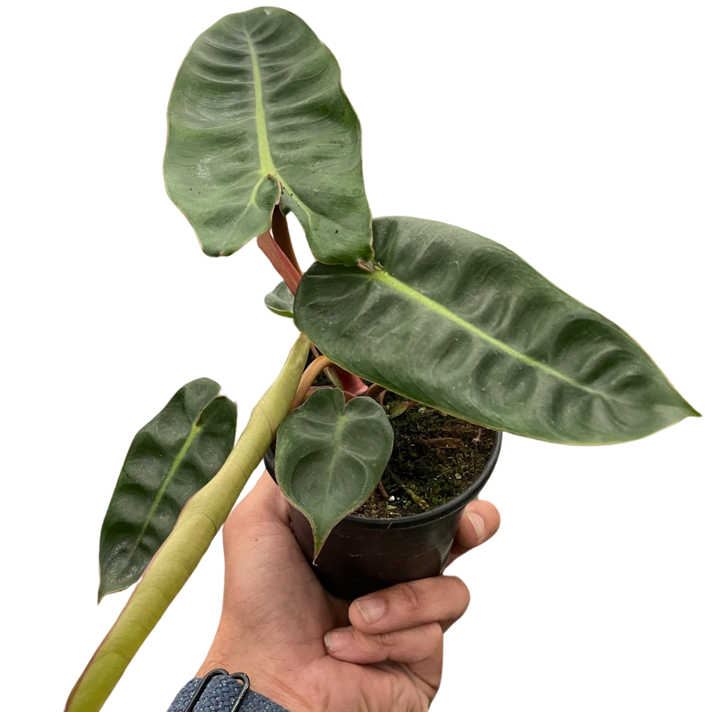 Philodendron Billietiae — Orange Stem Collector Plant live plant