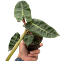 Philodendron Billietiae — Orange Stem Collector Plant