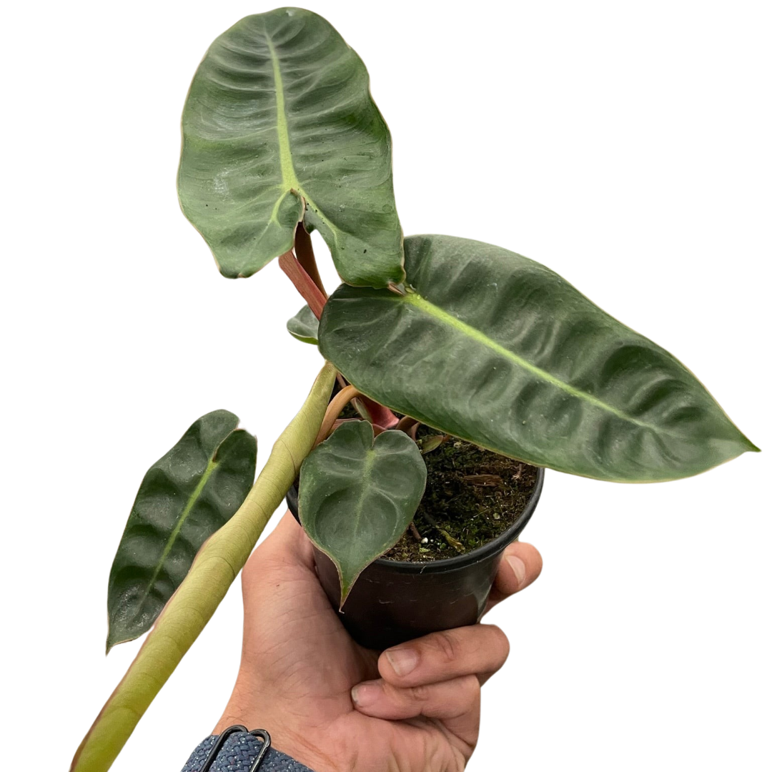 Philodendron Billietiae — Orange Stem Collector Plant live plant