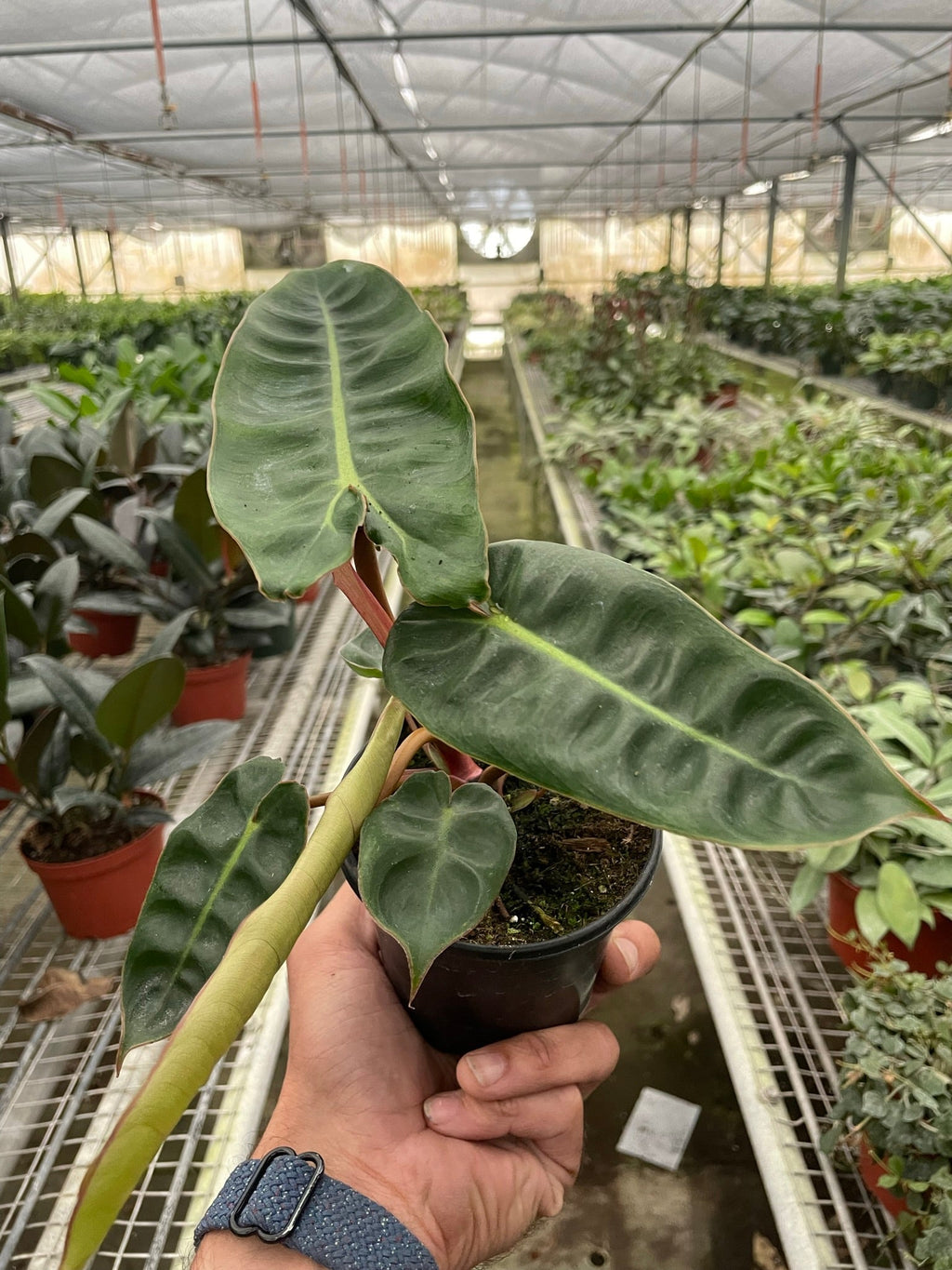 Philodendron Billietiae — Orange Stem Collector Plant live plant