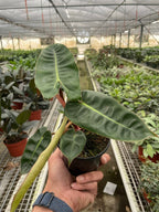 Philodendron Billietiae — Orange Stem Collector Plant live plant