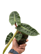 Philodendron Billietiae — Orange Stem Collector Plant live plant