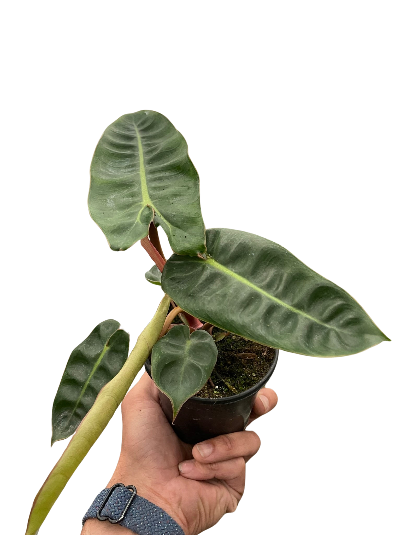 Philodendron Billietiae — Orange Stem Collector Plant live plant