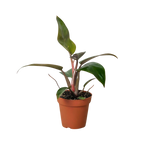 Philodendron 'Birkin Pink'