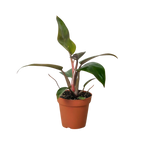 Philodendron 'Birkin Pink'