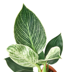 Philodendron Birkin — Pinstriped Houseplant live plant