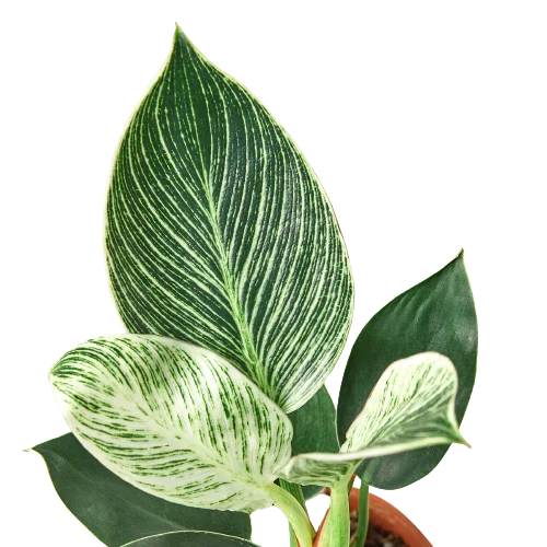 Philodendron Birkin — Pinstriped Houseplant live plant