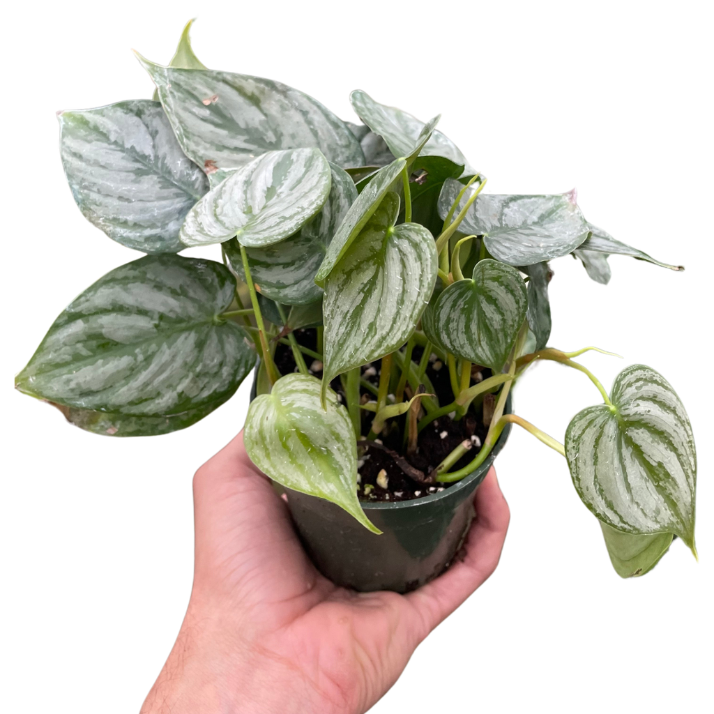 Philodendron Brandi — Silver-Leaf Climbing Plant live plant
