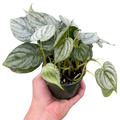 Philodendron Brandi — Silver-Leaf Climbing Plant