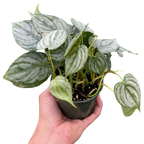 Philodendron Brandi — Silver-Leaf Climbing Plant live plant