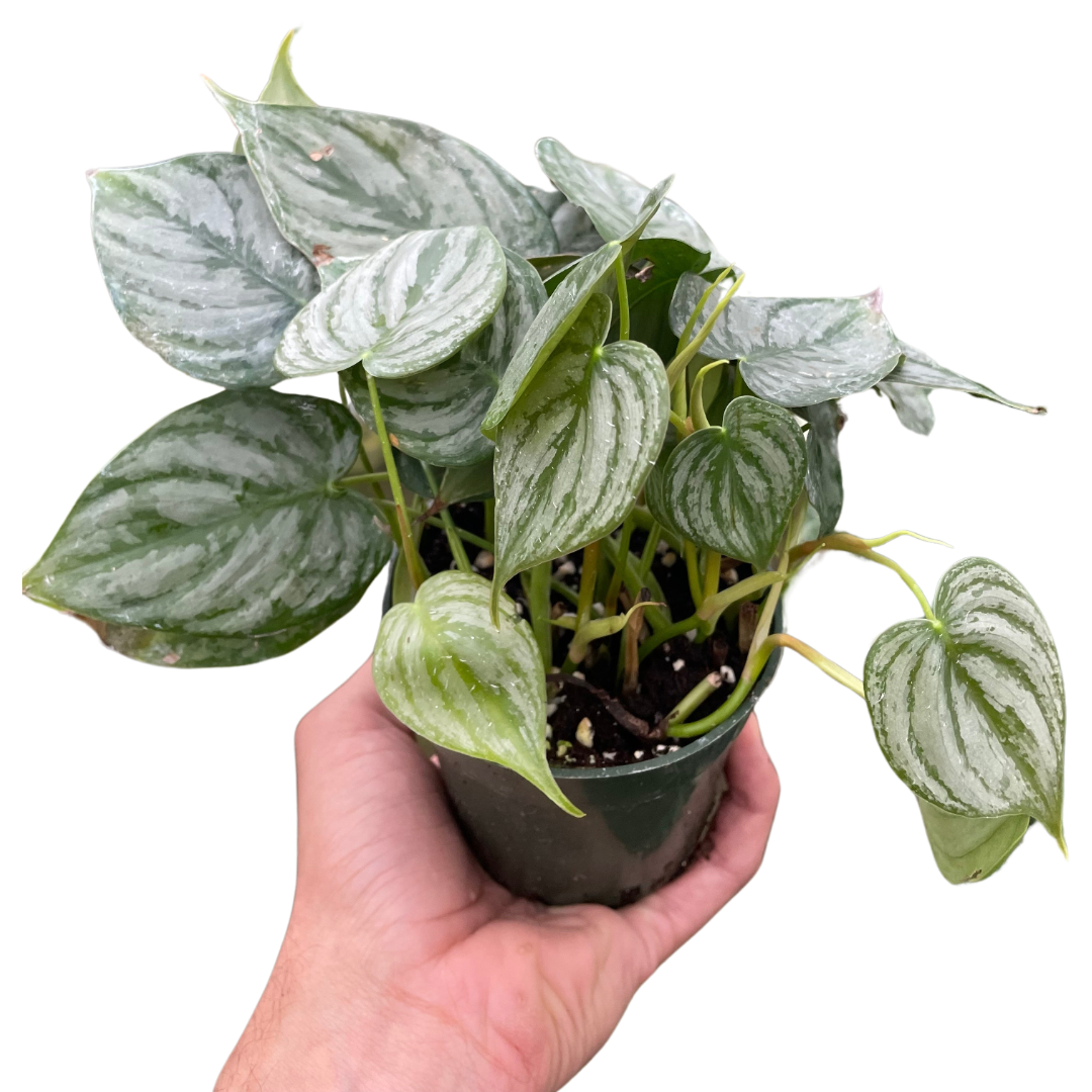 Philodendron Brandi — Silver-Leaf Climbing Plant live plant