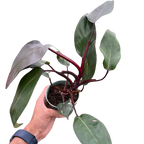 Philodendron 'Burgundy Princess' (Reverted Pink Princess) - B-Grade