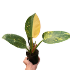 Philodendron 'Congo Green Variegated'