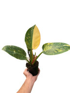 Philodendron 'Congo Green Variegated'