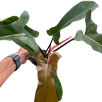 Philodendron 'Florida Bronze'