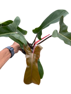 Philodendron 'Florida Bronze'