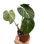 Philodendron Gloriosum