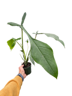 Philodendron 'Joepii'