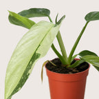 Philodendron Jose Bueno