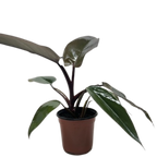 Philodendron Majesty