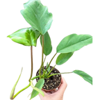Philodendron Mayoi