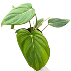 Philodendron 'Mcdowell'