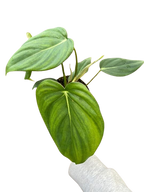 Philodendron 'Mcdowell'