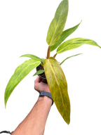 Philodendron 'Orange Marmalade'