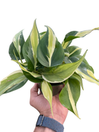 Philodendron 'Silver Stripe'