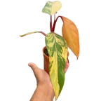 Philodendron 'Strawberry Shake'