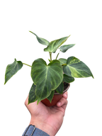 Philodendron 'Verrucosum'