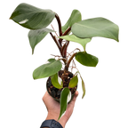 Philodendron 'White Knight'