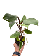 Philodendron 'White Knight'
