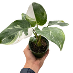 Philodendron 'White Princess'