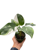 Philodendron 'White Princess'