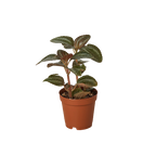 Pilea 'Bronze'