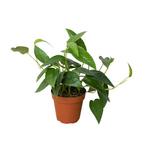 Cebu Blue Pothos — Silvery Trailing Vine live plant