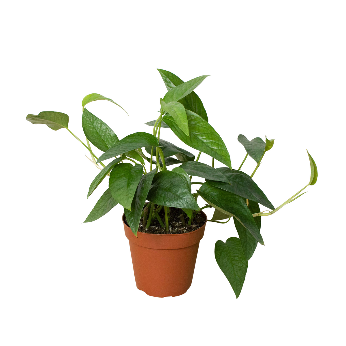 Cebu Blue Pothos — Silvery Trailing Vine live plant