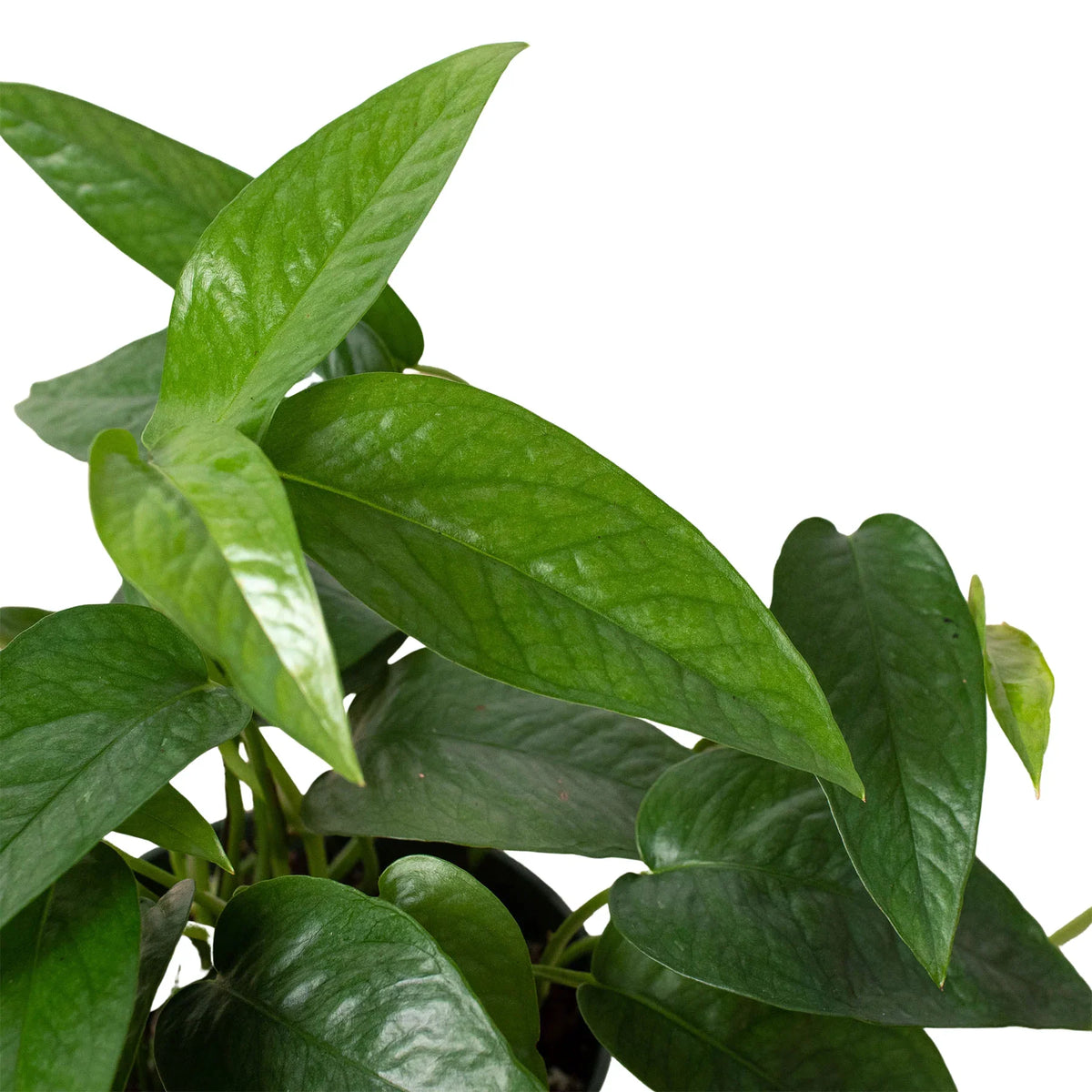 Cebu Blue Pothos — Silvery Trailing Vine live plant