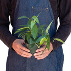 Cebu Blue Pothos — Silvery Trailing Vine live plant