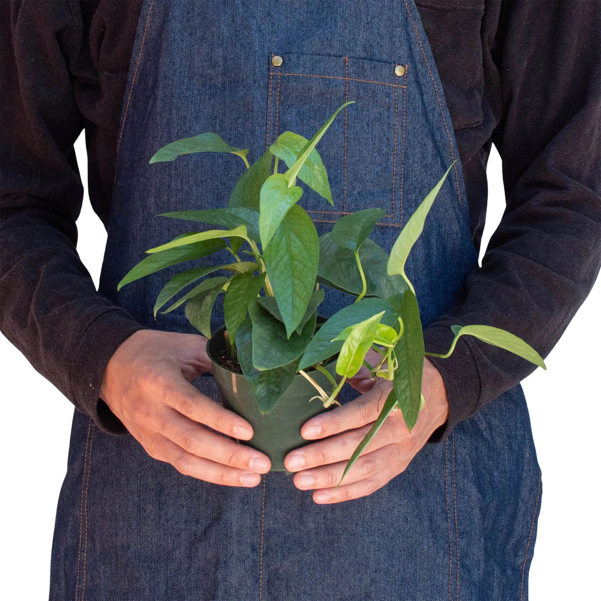 Cebu Blue Pothos — Silvery Trailing Vine live plant