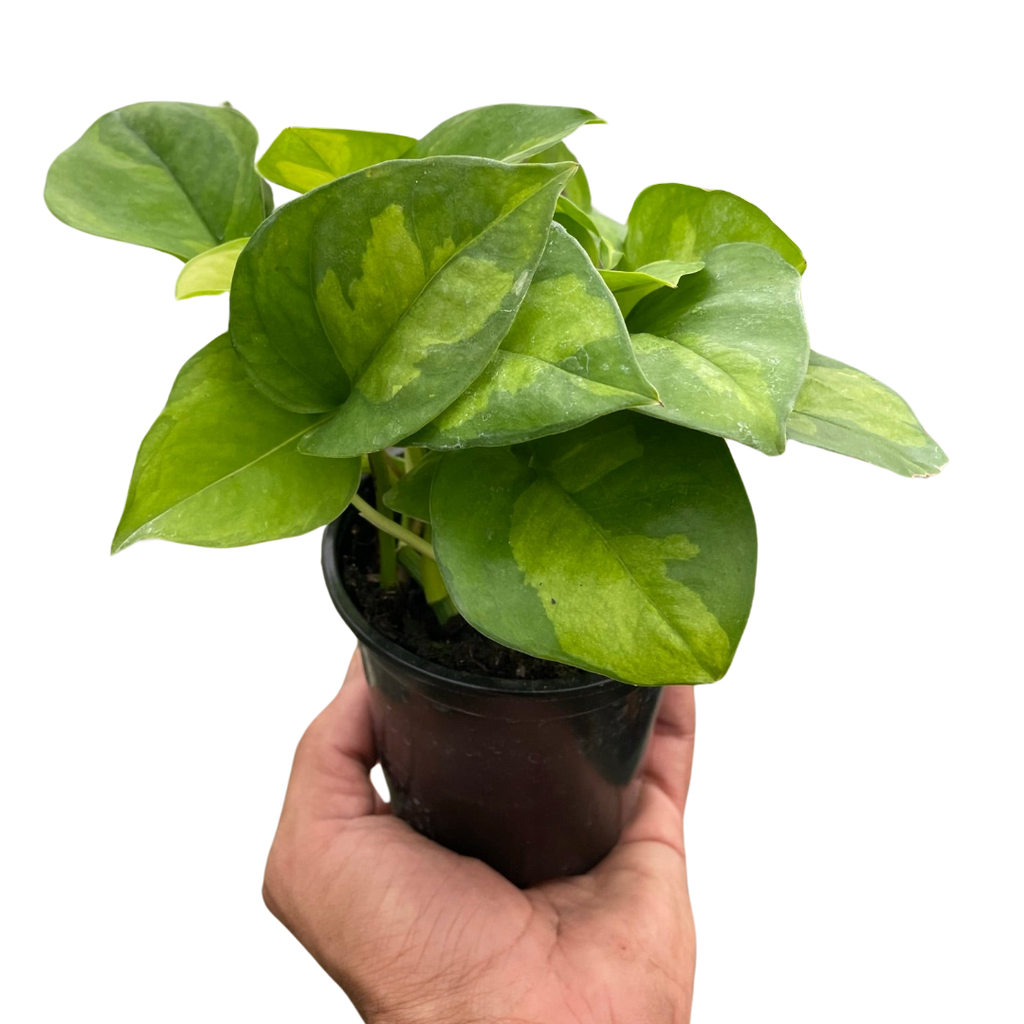 Global Green Pothos — Patterned Easy-Care Vine live plant