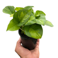 Global Green Pothos — Patterned Easy-Care Vine