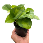 Global Green Pothos — Patterned Easy-Care Vine live plant