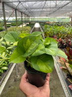 Global Green Pothos — Patterned Easy-Care Vine live plant