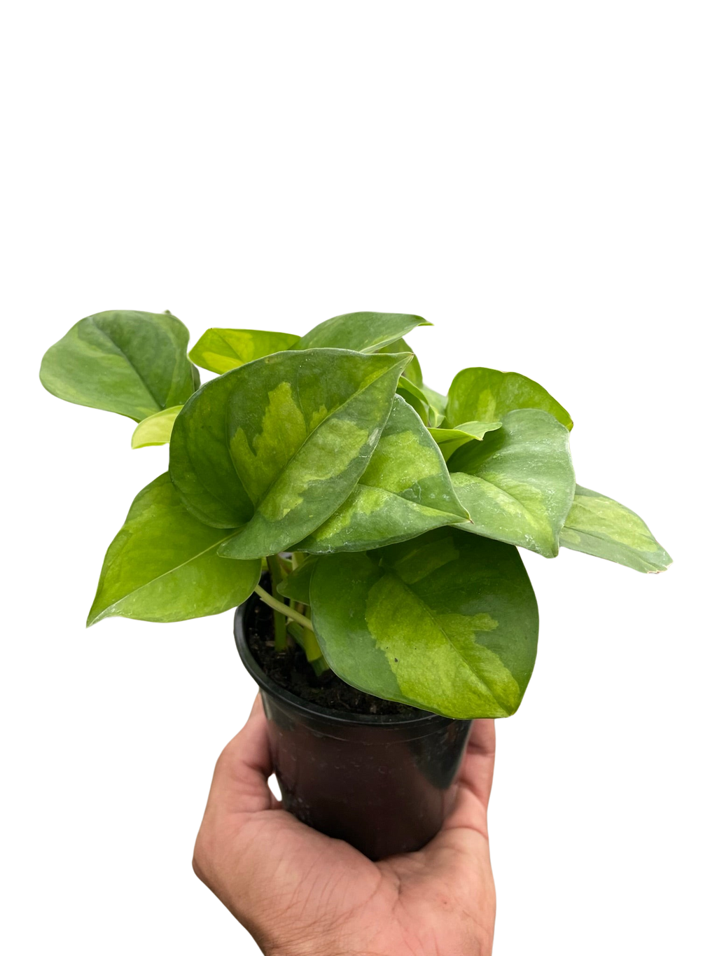 Global Green Pothos — Patterned Easy-Care Vine live plant